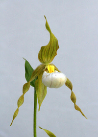 Cypripedium x columbianum